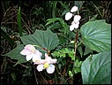 DSCN0046.JPG